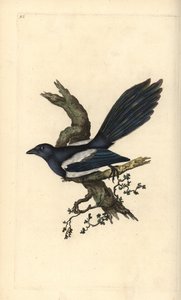 Magpie, Pica pica. Handcoloured copperplate drawn and engraved by Edward Donovan from his own “Natural History of British Birds,” London by Edward Donovan