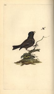 Bataklık Baştankara, Poecile Palustris. Edward Donovan tarafından kendi “Natural History of British Birds” Londra kitabından çizilip kazınmış, elle boyanmış bakır levha by Edward Donovan