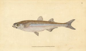 Akdeniz kum kokusu veya Avrupa atherine, Atherina hepsetus. Edward Donovan tarafından Natural History of British Fishes, Donovan ve F.C. ve J. Rivington, Londra by Edward Donovan