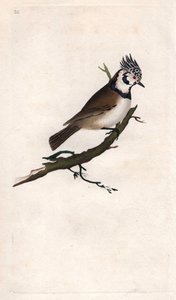 Tepeli Mesange. Lopophanes cristatus cristatus (Parus cristatus). İngiliz Kuşlarının Natural History, Londra