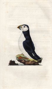 Keşiş yelkovanı. Fratercula arctica (Alca arctica). İngiliz Kuşlarının Natural History, Londra