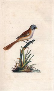 Bıyıklı ekmek (paseriform). Panurus biarmicus (Parus biarmicus). İngiliz Kuşlarının Natural History, Londra