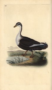 Misk ördeği (varyant), Cairina moschata. Edward Donovan tarafından kendi “Natural History of British Birds” Londra kitabından çizilip kazınmış, elle boyanmış bakır levha by Edward Donovan