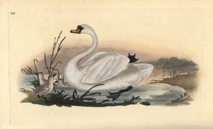 Mute swan, Cygnus olor, with chicks. Handcoloured copperplate drawn and engraved by Edward Donovan from his own “Natural History of British Birds,” London by Edward Donovan
