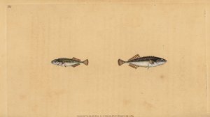 Dokuz sırt dikeni, Pungitius pungitius (Küçük veya on dikenli dikenli diken, Gasterosteus pungitius). Edward Donovan tarafından Natural History of British Fishes, Donovan ve F.C. ve J. Rivington, Londra by Edward Donovan