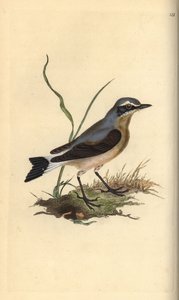 Kuzey buğday başak, Oenanthe oenanthe. Edward Donovan tarafından kendi “Natural History of British Birds” Londra kitabından çizilip kazınmış, elle boyanmış bakır levha by Edward Donovan