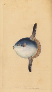 Okyanus güneş balığı, Mola mola. Hassas. (Güneş balığı, Tetrodon mola). Edward Donovan tarafından Natural History of British Fishes, Donovan ve F.C. ve J. Rivington, Londra