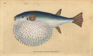 Okyanus kirpisi, Lagocephalus lagocephalus (Yıldızlı küre balığı, Tetrodon stellatus). Edward Donovan tarafından Natural History of British Fishes, Donovan ve F.C. ve J. Rivington, Londra by Edward Donovan