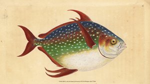 Opah veya kral balık, Lampris guttatus (Zeus luna). Edward Donovan tarafından Natural History of British Fishes, Donovan ve FC ve J. Rivington, Londra'dan çizilmiş ve oyulmuş elle boyanmış bakır levha by Edward Donovan