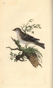 Orphean ötleğen, Sylvia hydrtensis veya daha büyük küçükler. Edward Donovan tarafından kendi “Natural History of British Birds” adlı Londra kitabından çizilip kazınmış, elle boyanmış bakır levha by Edward Donovan