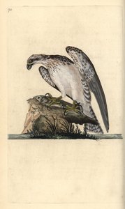 Osprey, Pandion haliaetus, yakalanmış bir balığın üzerinde duruyor. Edward Donovan tarafından kendi “Natural History of British Birds” Londra kitabından çizilip kazınmış, elle boyanmış bakır levha by Edward Donovan