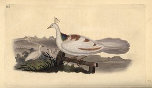 Tavus kuşu ayağı, Pavo cristatus, genç dişi. Edward Donovan tarafından kendi “Natural History of British Birds” Londra kitabından çizilip kazınmış, elle boyanmış bakır levha by Edward Donovan