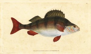 Levrek, Perca fluviatilis. Edward Donovan tarafından Natural History of British Fishes, Donovan ve F.C. ve J. Rivington, Londra by Edward Donovan