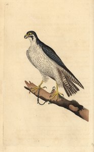 Peregrine şahin, Falco peregrinus, bir dala zincirlenmiş. Edward Donovan tarafından kendi “Natural History of British Birds” Londra kitabından çizilip kazınmış, elle boyanmış bakır levha by Edward Donovan