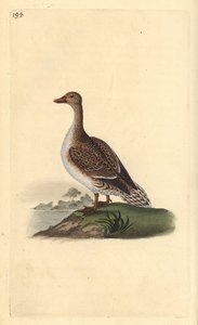 Pintail, Anas acuta, female. Handcoloured copperplate drawn and engraved by Edward Donovan from his own “Natural History of British Birds,” London by Edward Donovan