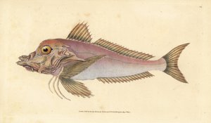 Piper, Trigla lyra. Edward Donovan tarafından Natural History of British Fishes, Donovan ve F.C. ve J. Rivington, Londra by Edward Donovan