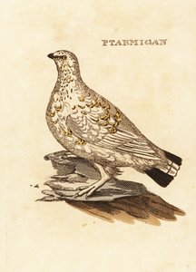 Ptarmigan orman tavuğu veya beyaz oyun, Lagopus lagopus by Edward Donovan