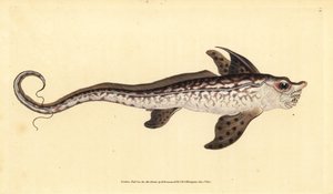 Tavşan balığı veya deniz canavarı, Chimaera monstrosa. Yakın tehdit. Edward Donovan tarafından Natural History of British Fishes, Donovan ve F.C. ve J. Rivington, Londra by Edward Donovan