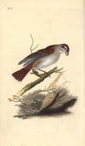 Kızıl sırtlı örümcek kuşu (dişi), Lanius collurio. Edward Donovan tarafından kendi “Natural History of British Birds” Londra kitabından çizilip kazınmış, elle boyanmış bakır levha by Edward Donovan