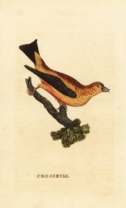 Kırmızı çapraz fatura, Loxia curvirostra by Edward Donovan