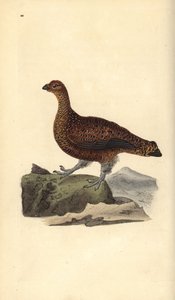 Orman tavuğu (dişi), Lagopus scotica. Edward Donovan tarafından kendi “Natural History of British Birds” Londra kitabından çizilip kazınmış, elle boyanmış bakır levha by Edward Donovan