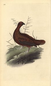 Orman tavuğu, Lagopus lagopus scotica. Edward Donovan tarafından kendi “Natural History of British Birds” adlı Londra kitabından çizilip kazınmış, elle boyanmış bakır levha by Edward Donovan