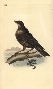Halka ouzel (dişi), Turdus torquatus. Edward Donovan tarafından kendi “Natural History of British Birds” Londra kitabından çizilip kazınmış, elle boyanmış bakır levha by Edward Donovan