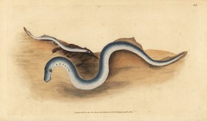 River lamprey, Lampetra fluviatilis (Lampern veya daha az lamprey, Petromyzon fluviatilis). Edward Donovan tarafından Natural History of British Fishes, Donovan ve F.C. ve J. Rivington, Londra by Edward Donovan