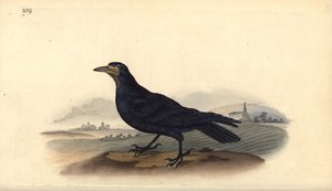 Kale, Corvus frugilegus. Edward Donovan tarafından kendi “Natural History of British Birds” Londra kitabından çizilip kazınmış, elle boyanmış bakır levha by Edward Donovan
