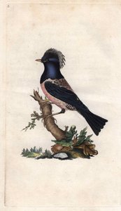 Starling ispinozu. Sturnus roseus (Turdus roseus). İngiliz Kuşlarının Natural History, Londra
