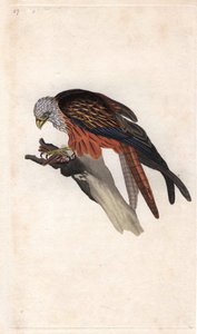 Kraliyet Milano. Milvus milvus (Falco milvus). İngiliz Kuşlarının Natural History, Londra