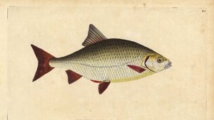 Rudd, Scardinius erythrophthalmus (Kırmızı göz, Cyprinus erythrophthalmus). Edward Donovan tarafından Natural History of British Fishes, Donovan ve F.C. ve J. Rivington, Londra by Edward Donovan