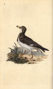 Kızıl dönüm taşı, Arenaria interpres. Edward Donovan tarafından kendi “Natural History of British Birds” Londra kitabından çizilip kazınmış, elle boyanmış bakır levha by Edward Donovan