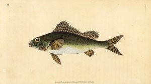 Ruffe, Gymnocephalus cernua (Perca cernua). Edward Donovan tarafından Natural History of British Fishes, Donovan ve FC ve J. Rivington, Londra'dan çizilmiş ve oyulmuş elle boyanmış bakır levha by Edward Donovan