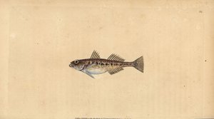 Kum kaya balığı, Pomatoschistus minutus (Benekli kaya balığı, Gobius minutus). Edward Donovan tarafından Natural History of British Fishes, Donovan ve F.C. ve J. Rivington, Londra by Edward Donovan
