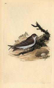 Kum martin, Riparia riparia, yuva ve yumurta ile. Edward Donovan tarafından kendi “Natural History of British Birds” (1794-1819) kitabından çizilmiş ve oyulmuş, elle boyanmış bakır levha. Edward Donovan (1768-1837) İngiliz-İrlandalı amatör zoolog, yazar, s by Edward Donovan