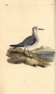 Sanderling, Calidris alba. Handcoloured copperplate drawn and engraved by Edward Donovan from his own “Natural History of British Birds,” London by Edward Donovan