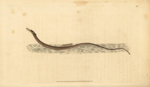 Sargassum pipefish veya pelajik pipefish. Edward Donovan tarafından Natural History of British Fishes, Donovan ve F.C. ve J. Rivington, Londra by Edward Donovan