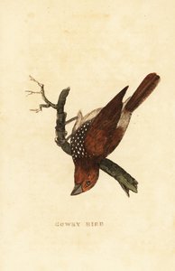 Pullu göğüslü munia veya benekli munia, Lonchura punctulata by Edward Donovan
