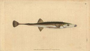 Deniz dikeni, Ispanak ıspanak (On beş dikenli diken, Gasterosteus ıspanak). Edward Donovan tarafından Natural History of British Fishes, Donovan ve F.C. ve J. Rivington, Londra by Edward Donovan