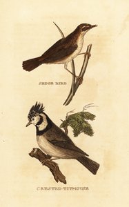 Saz ötleğen, Acrocephalus schoenobaenus ve Avrupa tepeli baştankara, Lophophanes cristatus by Edward Donovan