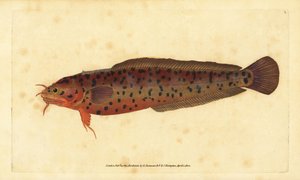 Sahilde sallanan, Gaidropsarus mediterraneus (Üç sakallı morina veya sallanan, Gadus tricirratus). Edward Donovan tarafından Natural History of British Fishes, Donovan ve F.C. ve J. Rivington, Londra by Edward Donovan