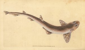 Small spotted catshark, Scyliorhinus canicula (Lesser spotted shark, Squalus catulus). Handcoloured copperplate drawn and engraved by Edward Donovan from his Natural History of British Fishes, Donovan and F.C. and J. Rivington, London