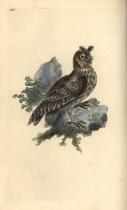 Smaller pencilled or Siberian eared owl, Strix pulchella. (Scops owl, Otus scops?) Handcoloured copperplate drawn and engraved by Edward Donovan from his own “Natural History of British Birds,” London by Edward Donovan