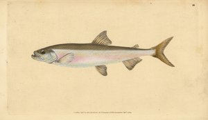 Koku, Osmerus eperlanus (Salmo eperlanus). Edward Donovan tarafından Natural History of British Fishes, Donovan ve F.C. ve J. Rivington, Londra by Edward Donovan