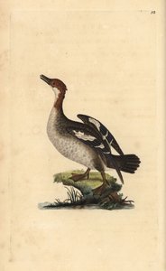 Smew, Mergellus albellus, dişi. Edward Donovan tarafından kendi “Natural History of British Birds” Londra kitabından çizilip kazınmış, elle boyanmış bakır levha by Edward Donovan