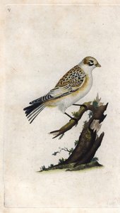 Kar Serçesi. Plectrophenax nivalis (Emberiza nivalis). Histoire naturelle des oiseaux britanniques, Londra