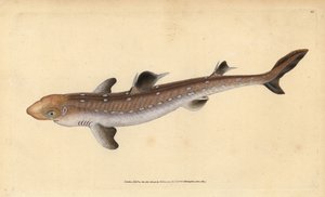 Dikenli köpek balığı, Squalus acanthias (Seçilmiş köpek balığı veya köpek balığı). Hassas. Edward Donovan tarafından Natural History of British Fishes, Donovan ve F.C. ve J. Rivington, Londra
