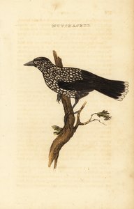 Benekli fındıkkıran, Nucifraga caryocatactes by Edward Donovan