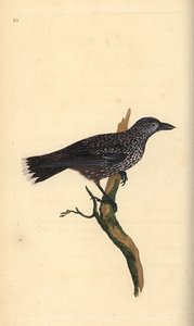 Benekli fındıkkıran, Nucifraga caryocatates. Edward Donovan tarafından kendi “Natural History of British Birds” Londra kitabından çizilip kazınmış, elle boyanmış bakır levha by Edward Donovan